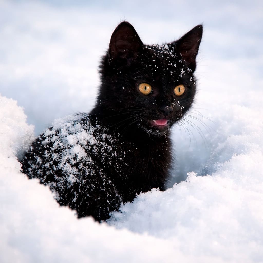 Чёрный кот и Дед Мороз