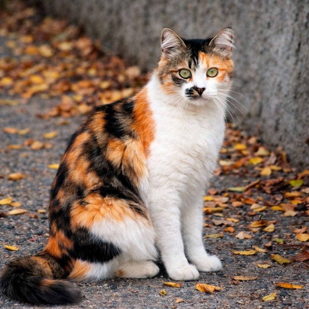 Душа нараспашку